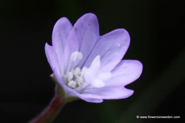 Bloemen in Zweden