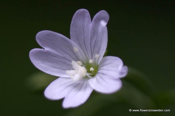 Epilobium montanum, Bergdunört, Berg-Weidenröschen, Bergbasterdwederik, Broad-leaved Willowherb