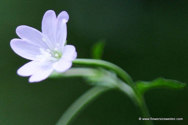 Vilda blommor i Sverige=