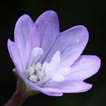 Epilobium montanum - Flowers of Sweden