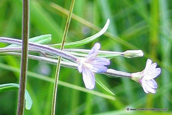 Epilobium palustre, Kärrdunört, Sumpf-Weidenröschen,  Moerasbasterdwederik, Marsh Willowherb