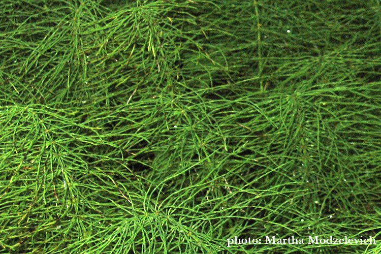 Fältflora,Equisetum, Fräken, Schachtelhalme, Paardenstaart, horsetails