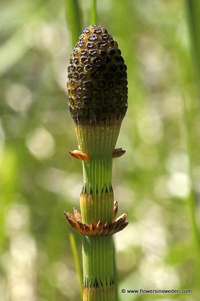 Sweden, Bloemen, Reizen, Vakantie