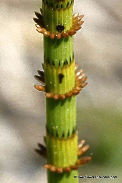 Zweden, Bloemen, Natuur