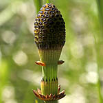 Equisetum fluviatile - Flowers of Sweden