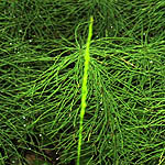 Equisetum sylvaticum - Flowers of Sweden