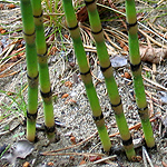 Equisetum - Flowers of Sweden