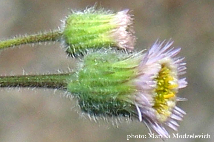 Erigeron acer, Erigeron acre, Trimorpha acris, Gråbinka, Scharfes Berufkraut, Scherpe fijnstraal, Blue Fleabane 