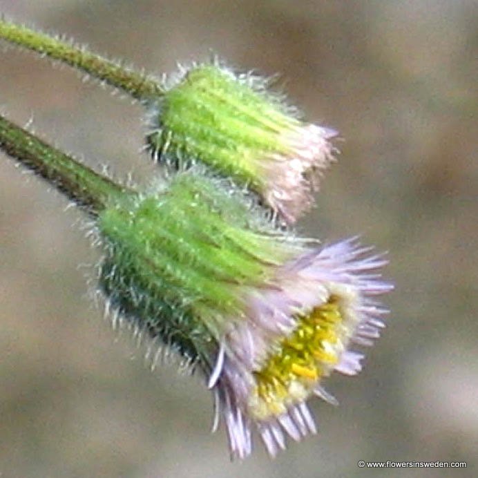 Erigeron acer - Flowers of Sweden