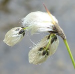 Eriophorum angustifolium - Flowers of Sweden