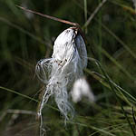 Eriophorum latifolium - Flowers of Sweden