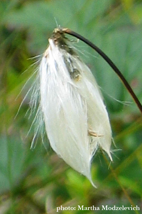 Flowers in Sweden - Vilda blommor i Sverige - Svenska blommor, Sverige vilda växter