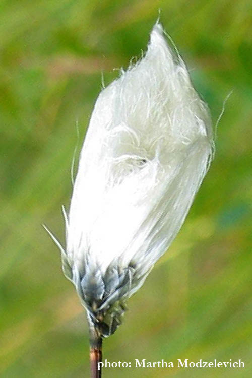 Vilda blommor i Sverige