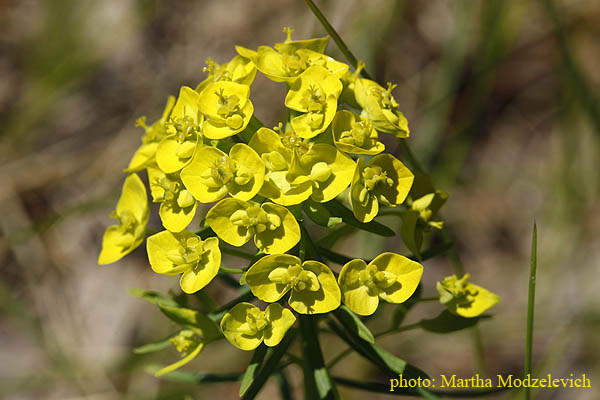 Sweden wildflowers, blommor i Sverige