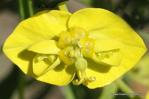 Zweden, Natuur, Wild Bloemen, Reizen