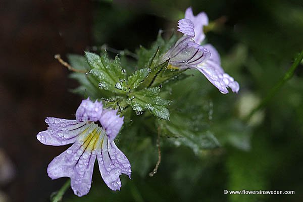 Zweden, Wild Bloemen, Natuur, Reizen