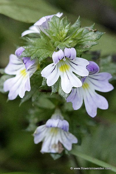 Sweden, Botany, Travel, Nature, Wild flowers