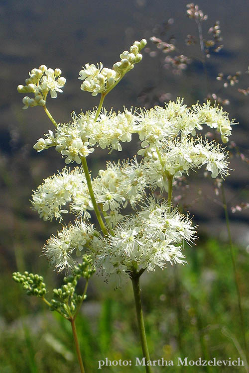 Flowers in Sweden (Vilda blommor i Sverige - Svenska blommor, Sverige vilda växter)