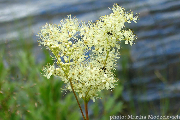 Sweden, Botany, Wildflowers, Nature