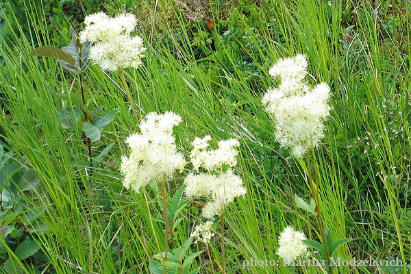 Zweden, Bloemen, Natuur