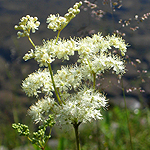 Filipendula ulmaria - Flowers of Sweden