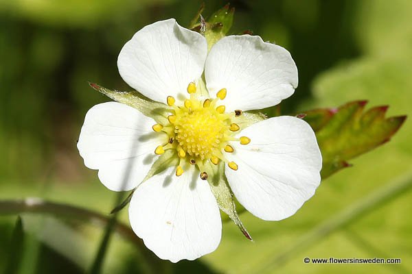 Sweden, Nature, Travel, Wildflowers