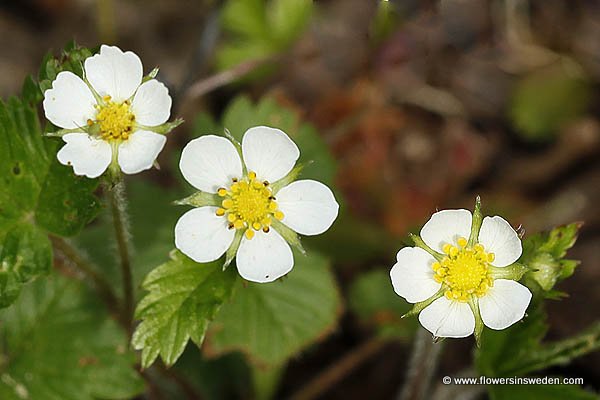 Flowers of Sweden (Vilda blommor i Sverige - Svenska blommor, Sverige vilda växter)