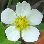 Fragaria vesca - Flowers of Sweden