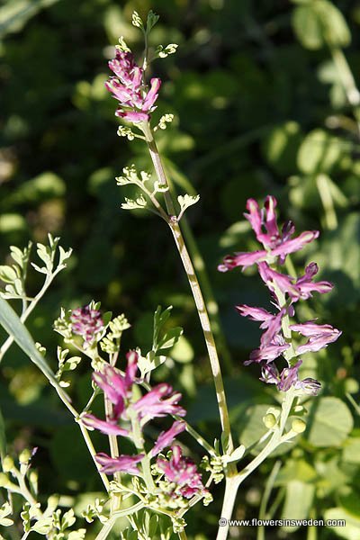 Vilda blommor i Sverige