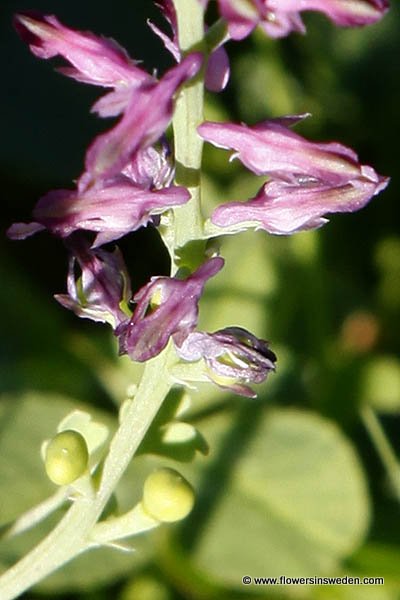 Wilde Flora in Zweden