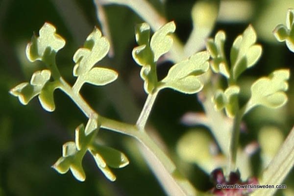 Flora of Sweden online, Native plants, Sverige