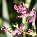 Fumaria officinalis - Flowers of Sweden