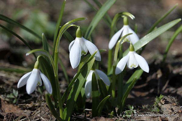 Sweden Flowers Nature