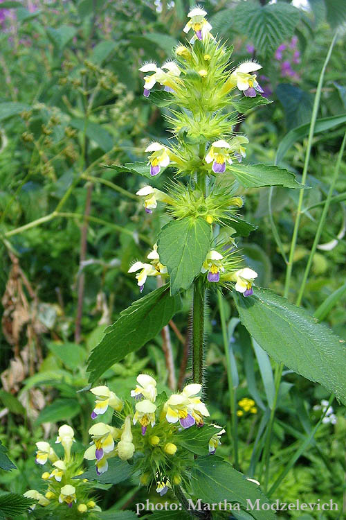 Flowers in Sweden (Vilda blommor i Sverige - Svenska blommor, Sverige vilda växter)