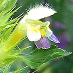 Galeopsis speciosa - Sweden Wildflowers