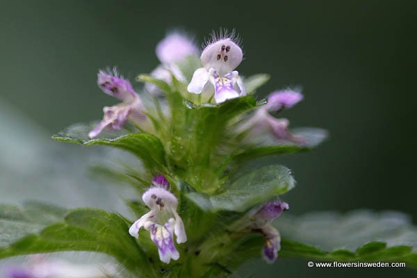 Bloemen in Zweden - Vilda blommor i Sverige