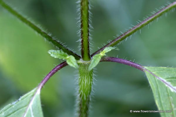 Zweden, Bloemen, Natuur