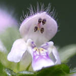 Galeopsis tetrahit - Sweden Wildflowers
