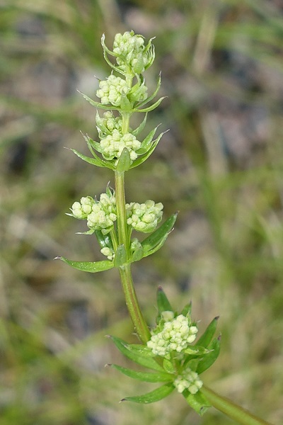 Sweden Flowers, Galium album, Galium erectum, Stormåra, Weißes Labkraut, Glad walstro, Hedge Bedstraw, white bedstraw