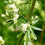 Galium album - Sweden Wildflowers