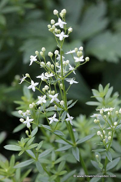 Zweden, Bloemen, Natuur, Reizen