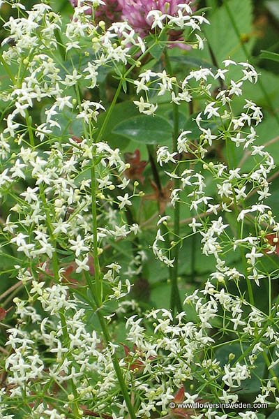 Sweden, Nature, Travel, Flowers 