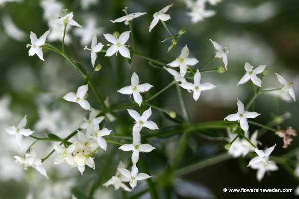 Zweden, Natuur, Reizen, Wilde Flora