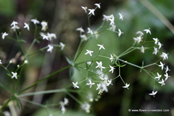 Flora of Sweden online, Native plants, Sverige