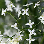 Galium boreale - Sweden Wildflowers