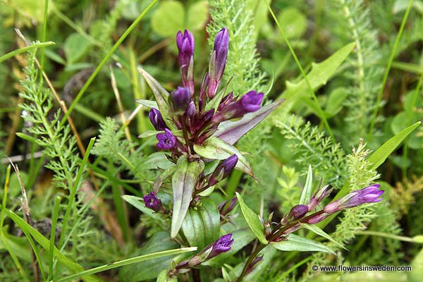 Sweden, Nature, Wildflowers, Botany