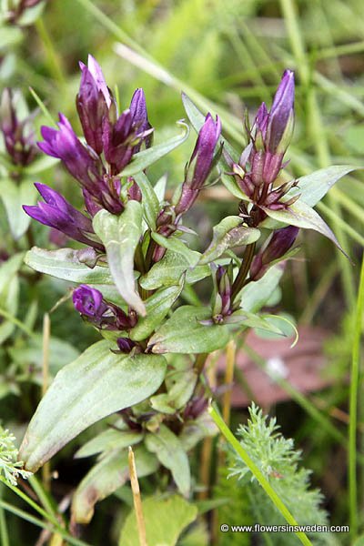 Gentianella amarella, Ängsgentiana, Bittere Fransenenzian, Bitterer Enzian, Slanke gentiaan, Autumn Gentian