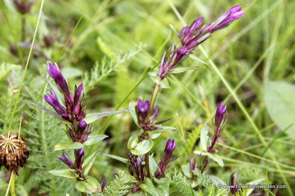 Flowers in Sweden (Wilde Flora in Zweden)