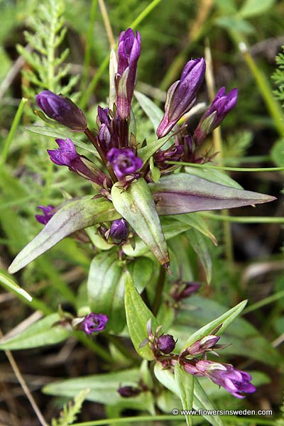 Flora of Sweden online, Native plants, Sverige