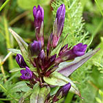 Gentianella amarella - Sweden Wildflowers